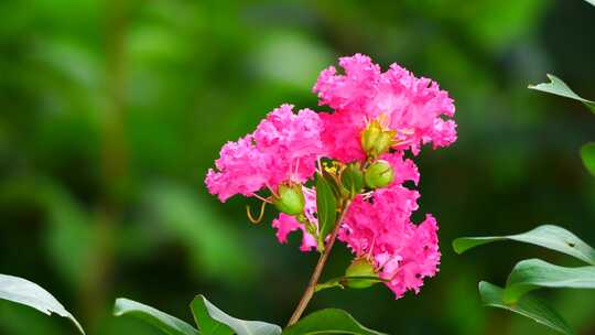 唯美鲜花植物生长