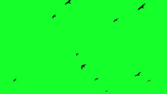 鸟儿在绿幕背景上飞翔