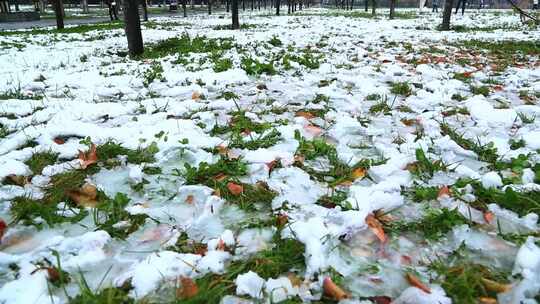 冬天唯美雪景绿叶红花上的雪