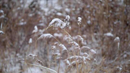 冬季雪花飘落到植物上的雪景