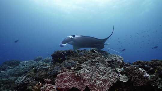 海底世界·海里各种鱼群、生物视频素材模板下载