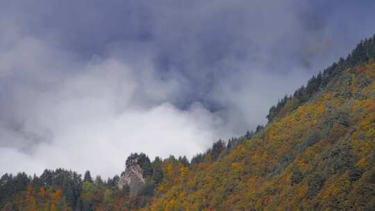 山，森林，树木，秋天