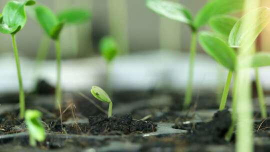 植物种子发芽 植物生长 万物复苏 生命力视频素材模板下载