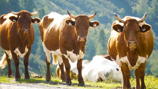 奶牛动物高山森林山脉自然