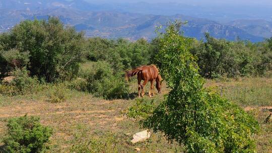 一匹枣红马在草地撒欢打滚