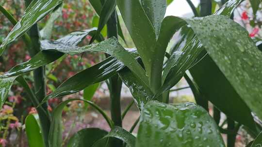 植物  树叶 叶子