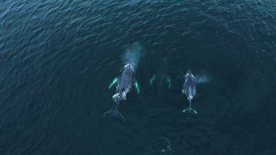 三头座头鲸潜入水下视频素材模板下载