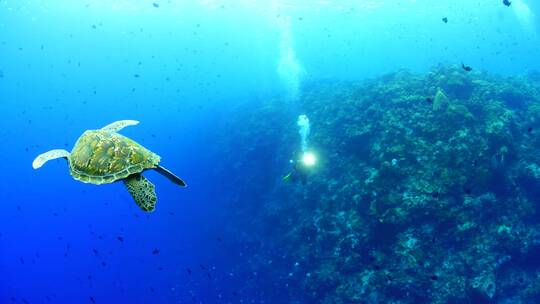 海底潜水 大海龟 鱼群 合集视频素材模板下载