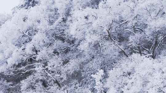 伏牛山冬季雪景云海雾凇