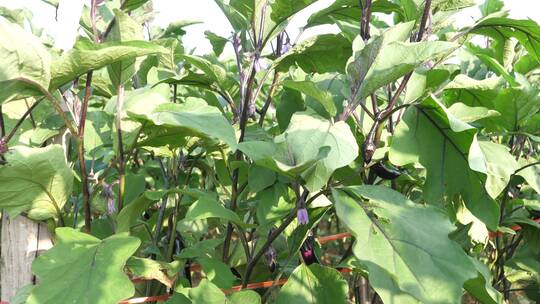 茄子 大棚种植  蔬菜 蔬菜种植  紫茄
