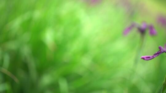 小花 喇叭花 野外风景 林间花草 花花草草