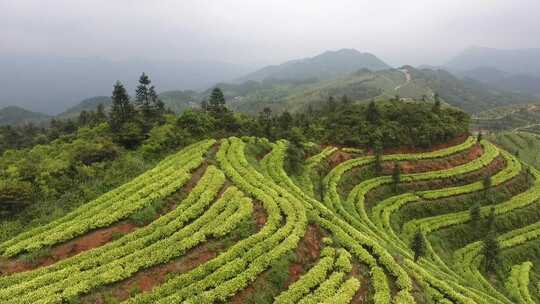 江西赣州茶园航拍