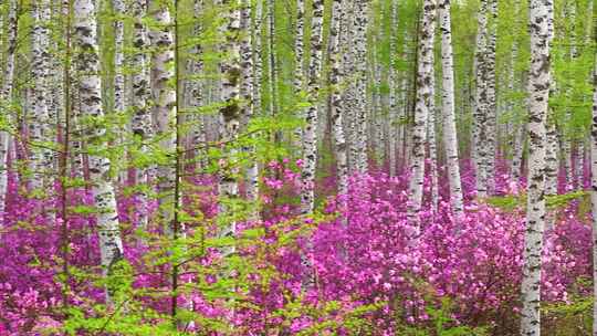 白桦林中的杜鹃花
