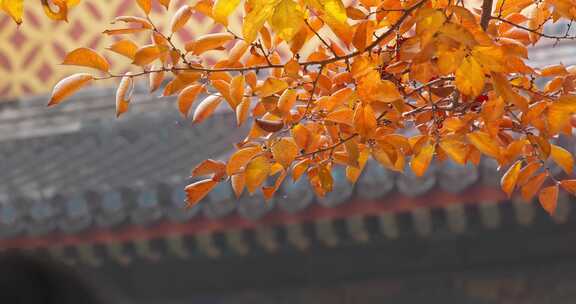 北京秋天红叶 秋景