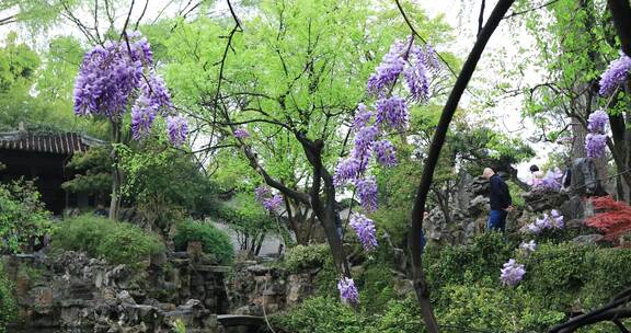 唯美苏州园林紫藤古建美景 苏州留园春色