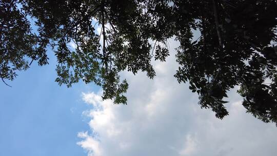 绿色植物树枝树叶蓝天阳光实拍