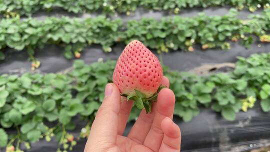 草莓园摘草莓