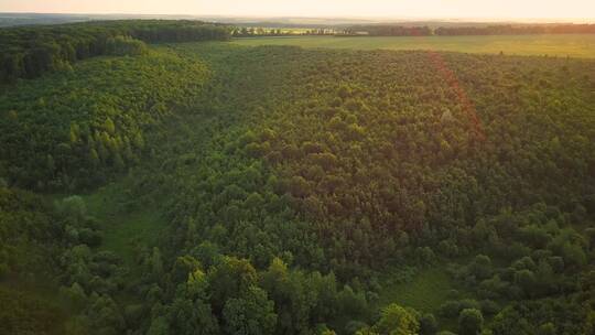 无人机航拍绿色森林