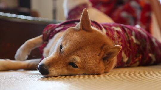 济南宽厚里柴犬舍