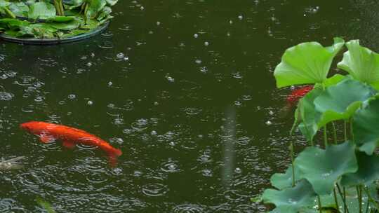 雨中畅游的锦鲤实拍