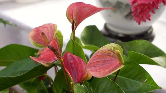 花烛 红鹅掌 红掌 花卉植物 鲜花 观赏