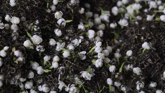 升格慢动作微距特写茉莉花与茉莉花茶制作