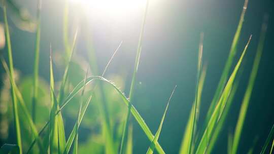 夏日阳光逆光小草视频