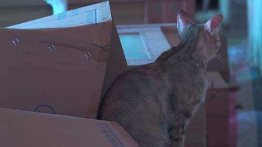 室内纸箱堆上发呆的一只母猫