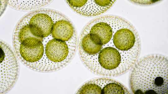 绿藻球藻单细胞生物微距特写