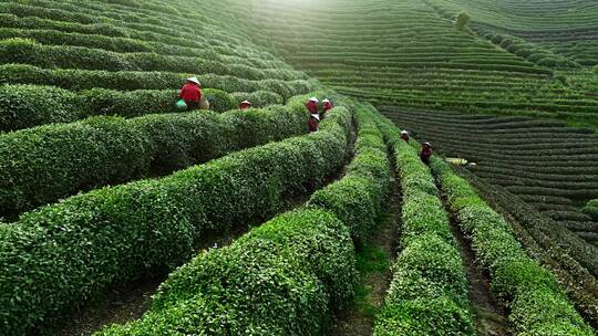 茶田茶树茶农采茶采摘茶叶