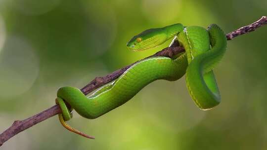 白唇毒蛇是东南亚特有的有毒毒蛇，经常被发视频素材模板下载