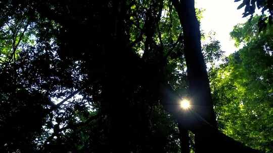 阳光穿过森林里的树干