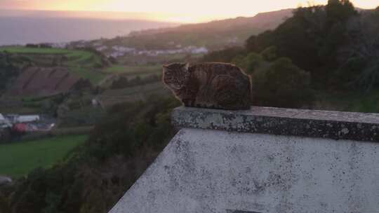 特写夕阳下在趴在围栏上晒太阳的小猫