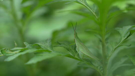 绿植上的绿色草蜢实拍