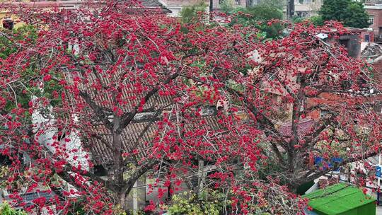 佛山夏北永胜村木棉花