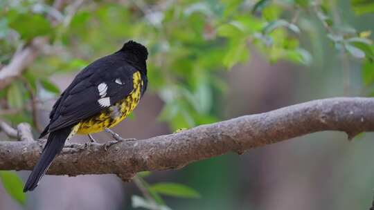 美丽的黑色和黄色黑色背大嘴鸟栖息在树枝上的宏观镜头