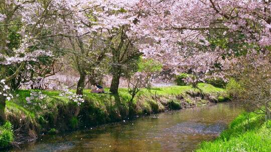粉红色的樱花在春天的小溪上