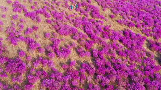 杜鹃花海