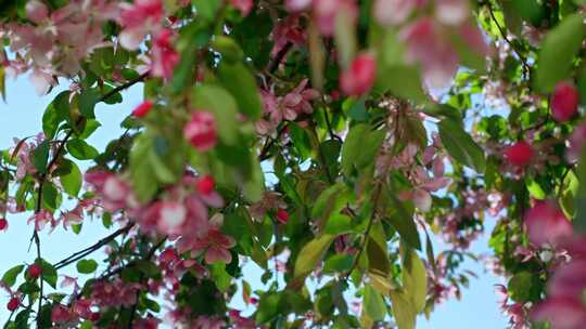 苹果，花，花，树