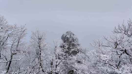 寒冷冬天森林树枝雪挂