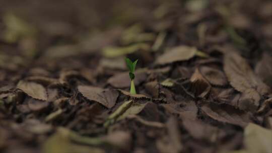 植物、生长、树木、Cgi