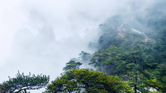 云雾缭绕的山谷迎客松