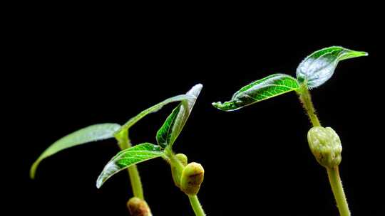 种子发芽 种子破土而出 植物生长延时