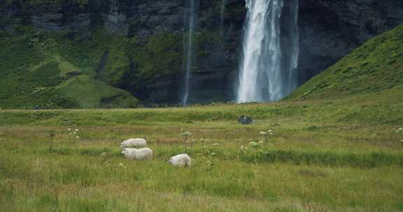 绵羊，Seljalandsfoss，瀑布