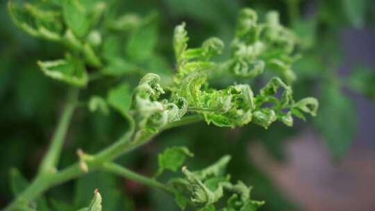 西红柿 番茄 蔬菜大棚 蔬菜 农民干活