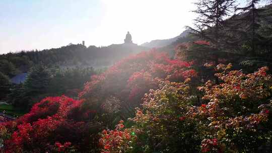 航拍山东省荣成市石岛赤山风景区秋季红叶