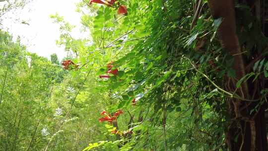 城市公园鲜花盛开实拍