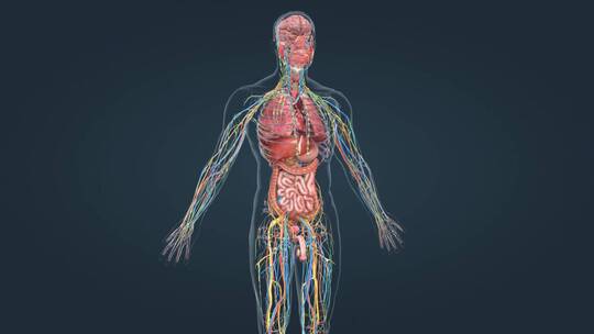 医学人体解剖科普全息三维动画