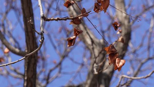 秋冬落叶树木树枝视频素材模板下载