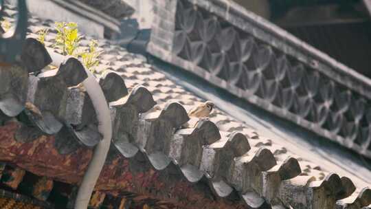 北京胡同里房檐上的麻雀小鸟